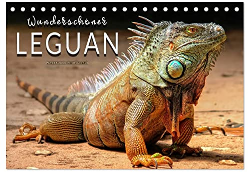 Wunderschöner Leguan (Tischkalender 2026 DIN A5 quer), CALVENDO Monatskalender: Eindrucksvolle Bilder der imposanten Schuppenkriechtiere. (CALVENDO Tiere)