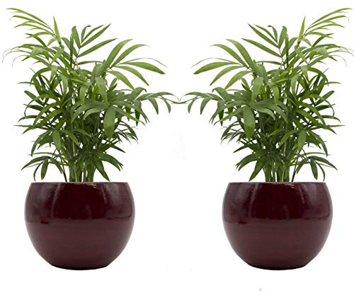 Zimmerpalmen-Duo mit handgefertigtem Keramik-Blumentopf Cresto Rot - 2 Pflanzen und 2 Dekotöpfe