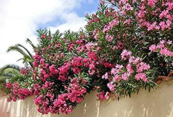 Potseed Oleander Blume - Oleander - 15 Samen - Blumen