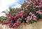 Potseed Oleander Blume - Oleander - 15 Samen - Blumen