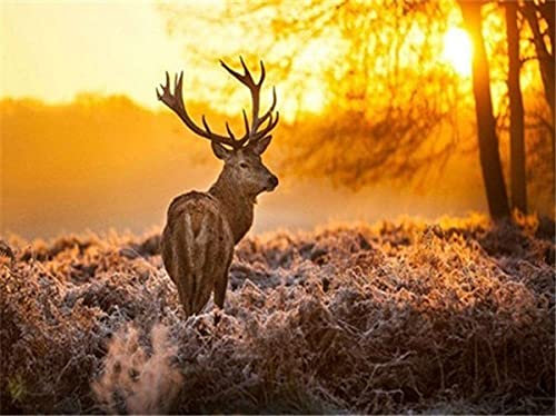 XUESHANGY DIY 5D Diamant Peinture Point De Croix Strass Rond Résine et Toile Préimprimée Diamond Painting Art Salon Chambre Décoration Cerf de la forêt au Coucher du Soleil 30 * 40cm