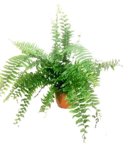 Nephrolepsis, Helecho Macho, 50-60 cm. Planta natutal con frondas densas, rizomas con tubérculos, es resistente y fácil de cuidar. Segura Garden.