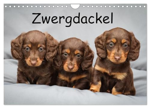 Zwergdackel von Kadi (Wandkalender 2026 DIN A4 quer), CALVENDO Monatskalender: Das bunte Dackelleben (CALVENDO Tiere)