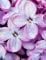 Lilac Notebook: Wide-Ruled, Notebook, 110 Pages, Full Size (8.5 x 11 inches), Large, Glossy Cover, Design on Front and Back