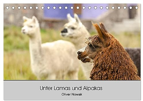 Unter Lamas und Alpakas (Tischkalender 2026 DIN A5 quer), CALVENDO Monatskalender: Lamas und Alpakas in Südamerika (CALVENDO Tiere)