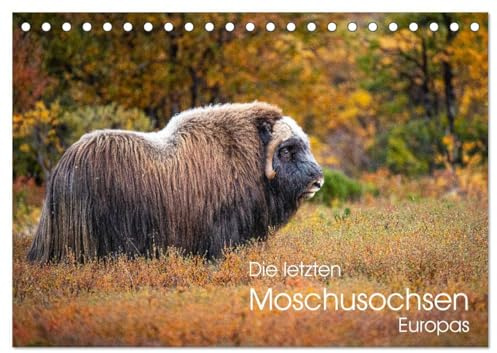 Die letzten Moschusochsen Europas (Tischkalender 2026 DIN A5 quer), CALVENDO Monatskalender: Moschusochsen im norwegischen Dovrefjell Nationalpark (CALVENDO Tiere)
