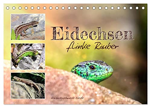 Eidechsen, flinke Räuber (Tischkalender 2026 DIN A5 quer), CALVENDO Monatskalender: Immer in Bewegung und ständig auf der Jagd. (CALVENDO Tiere)
