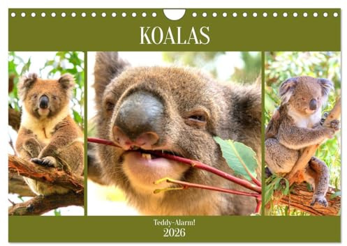 Koalas. Teddy-Alarm! (Wandkalender 2026 DIN A4 quer), CALVENDO Monatskalender: Die niedlichsten Tiere an Australiens Ostküste (CALVENDO Tiere)