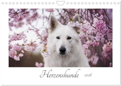 Herzenshunde 2026 (Wandkalender 2026 DIN A4 quer), CALVENDO Monatskalender: Hunde - fotografiert von Madlen Kudla (CALVENDO Tiere)