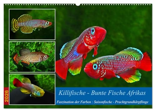 Killifische – Bunte Fische Afrikas (Wandkalender 2026 DIN A2 quer), CALVENDO Monatskalender: Faszination der Farben: Saisonfische - Prachtgrundkärpflinge (CALVENDO Tiere)