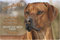Nanyuk Rhodesian Ridgeback - A4 Alu Warnschild Hundeschild Schild Türschild - RRB 44 T1 P