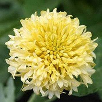 VISA STORE 50 semillas - Semillas Gaillardia Sundance (Gaillardia)