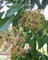 Plante d'EVODIA TETRADIUM DANIELLII 'Arbre à Miel' Plante Mellifera - en pot Ø 14 cm - H. 50 cm