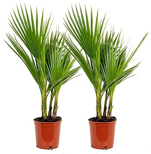 Bloomique - 2er Set - Washingtonia Robusta - Mexikanische Fächerpalme - Palme - Winterharte Balkonpflanzen - Gartenpflanzen Winterhart - Höhe 70-80 cm - Topf 17 cm