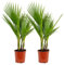 Bloomique - 2er Set - Washingtonia Robusta - Mexikanische Fächerpalme - Palme - Winterharte Balkonpflanzen - Gartenpflanzen Winterhart - Höhe 70-80 cm - Topf 17 cm