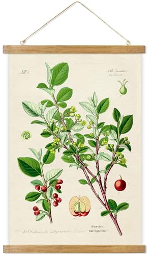 ABoby Vintage Poster zum Aufhängen, illustratives Referenz-Pflanzen-Poster, Retro-Stil von botanischen Wandkunstdrucken, gedruckt auf Leinen mit Holzrahmen, fertig zum Aufhängen