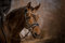 Horsecode Trense Moonlight Diamond W Warmblut