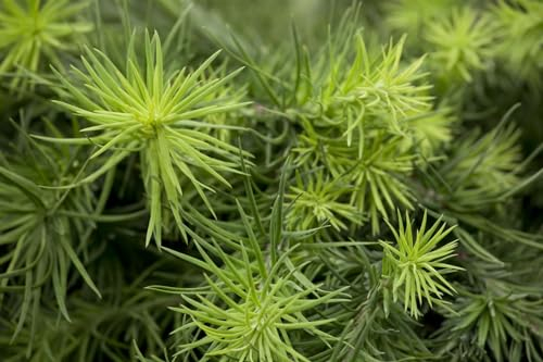 Japanische Lärche 'Blue Dwarf' ab 40 cm Stämmchen Larix kaempferi