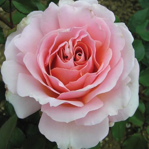 YouGarden Harkness Roses 'The Queen Elizabeth II' Rose, Established Plant in 4 Litre Pot, Ready to Plant