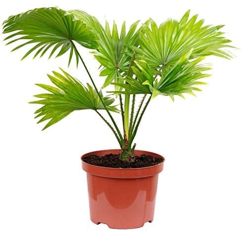 Livistona - Palma da interni, altezza ca. 60 cm, diametro vaso 17 cm