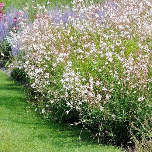 Bloomique - 3er-Set - Gaura Lindheimeri - Prachtkerze - Gartenpflanzen - Winterhart - Tierfreundlich - Höhe 10-20 cm - Topf 9x9 cm