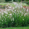 3x Gaura Lindheimeri - Schöne Kerze - Staude - Winterhart – ⌀9 cm - 10-15 cm