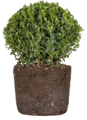 Boj o Buxus Natural Arbusto Resistente para Exteriores Perfecto para Setos y Jardinería