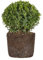 Boj o Buxus Natural Arbusto Resistente para Exteriores Perfecto para Setos y Jardinería