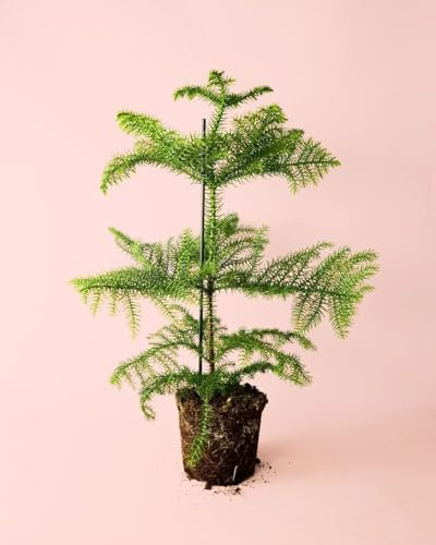 Araucaria heterophylla | Plantas Naturales Exterior | Pur Plant