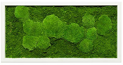 Moosbild Pflanzenbild mit Kugelmoos und Flachmoos versch. Maße günstig (Weiß, 100x35 cm)
