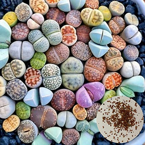 Semi di piante da 200 pezzi che abbelliscono semi succulenti naturali vitali leggeri per esterni Semi