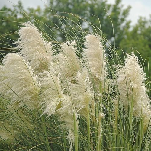 150 pcs pampasgras pflanze samen winterhart - zimmerpflanzen wenig lichtbedarf ziergräser,Cortaderia selloana, deko wohnzimmer modern hochbeett pflanzen anzucht gartenarbeit robuste