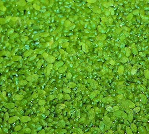 Generisch Wasserlinsen Lemna Minor, Winterharte Schwimmpflanze für Teich und Aquarium, Schnellwachsende Futterpflanze