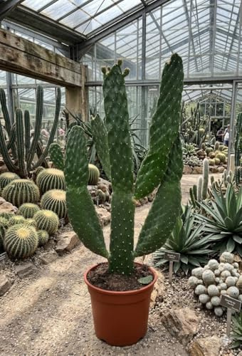 Baumkaktus Opuntia consulea | XL Kaktus 60cm für Loft & Büro | Rarität & Deko