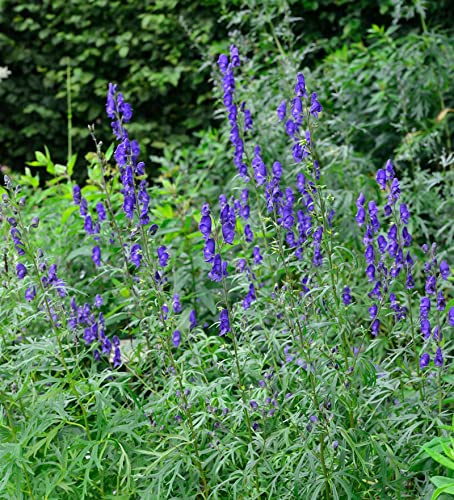 Eisenhut blau - Aconitum napellus - lebende Gartenpflanze aus den Baumschulen