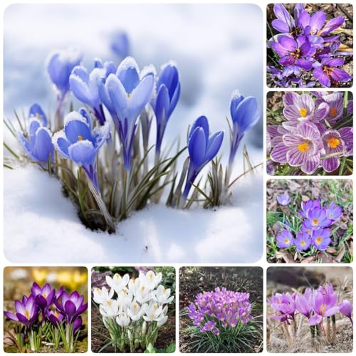 5 pcs blumenzwiebel krokus zwiebeln - balkon deko winterharte kübelpflanzen frühblüher zwiebeln krokusse safranzwiebeln - safran Hydrokultur hochbeete für garten flower blumenzwiebeln