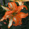 Lilium martagon zwiebeln,Winterharte mehrjährig,seltene Pflanzen,dekorative Blumen,lilien Deko,lilie Riesen,Lilien Im topf,Duft lilien,lilien knollen,lilien zwiebeln winterhart.-6 zwiebeln-L