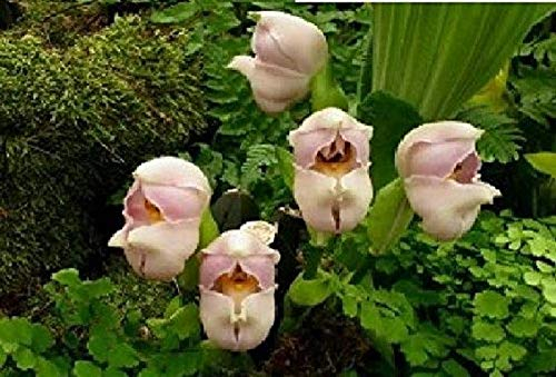 Stk - 25x Zealand Baby Orchidee Blumen Pflanzen - Samen A85 - Seeds & Plants Shop by Ipsa