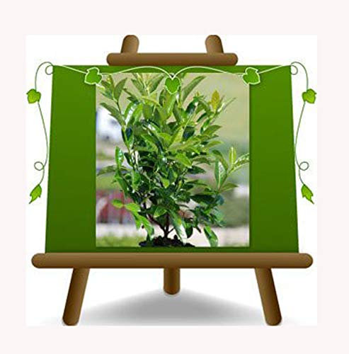 Viburnum Lucidum - - Heckenpflanze auf Blumentopf 24 - maximale Größe 120 cm