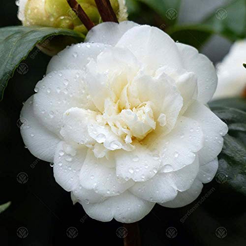 Camellia Japonica 'Nobilissima' Japanese Evergreen Garden Shrub Plant in Pot (9cm Pot, 20-30cm)