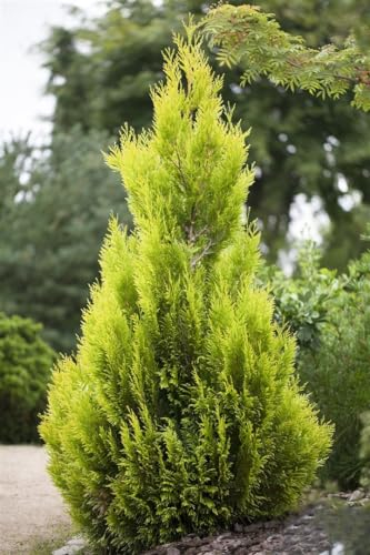 Lebensbaum '4ever Goldy' 80-100 cm Topf Thuja plicata Sichtschutz immergrün