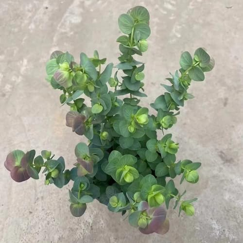 100 pcs Wilder Oregano Samen, Origanum vulgare, gemüse bonsai topf Oregano Samen Bio, alte gemüsesorten samen Kräuterbeet, Nachhaltige Geschenke heilkräuter samen, balkon beet saatgut