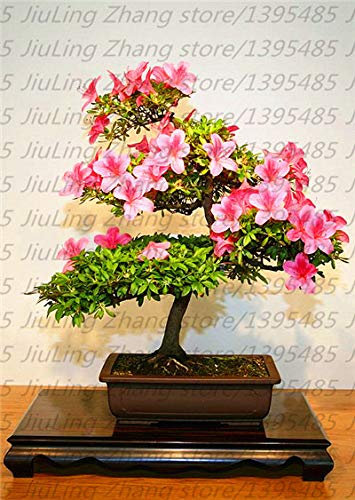 100 Stück/Bag 10 Tipi di Piante di Azalee Pianta di Rododendro, seltene Piante da giardino fai da te fai da te, wie Sakura giapponese Cherry Blooms: 7