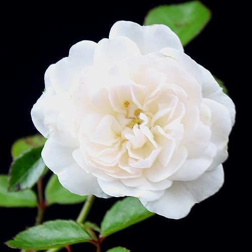 Rose weiß 1 Stück | Bodendeckerrose Rosa the Fairy Intragarten im Topf gewachsen Rosenbusch