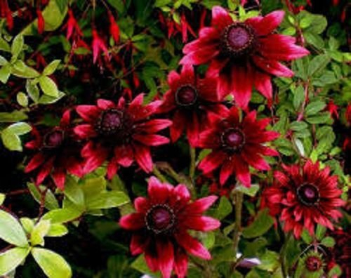 50+ Cherry Brandy Rudbeckia Fowers Seeds/Reseeding:Seeds
