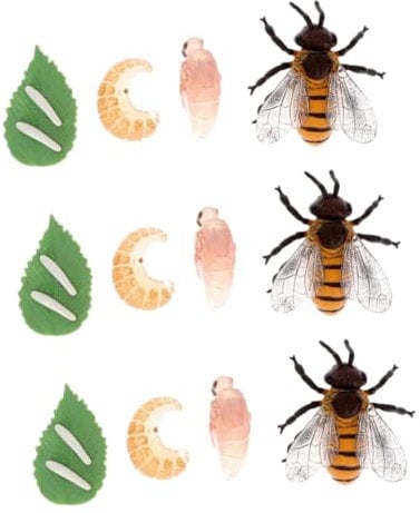 VICASKY 3sets Modelli Di Crescita Di Piccole Creature Per Educazione Giocattolo Didattico Per Progetti Scolastici e Decorazioni Da Festa
