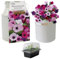 Pronto Seed Petunia Growing Kit with Decorative Milkchurn Planter - Complete Indoor Seed Starter Gift Set - Charming Garden Display Set for Sunny Windowsills (Petunia - Milk Churn Planter)