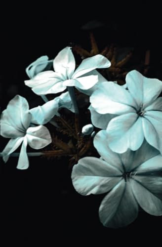 Flower Notebook: Photo by Neill Farkhondeh
