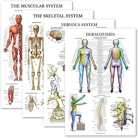 Palace Learning Anatomisches Poster-Set, laminiert, Muskulatur, Skelett, Nervensystem, Dermatome, Anatomie-Diagramm, laminiert, 45,7 x 68,6 cm, 4 Stück
