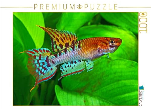 CALVENDO Puzzle Chromaphyosemion bivittatum, Nigeria | 1000 Teile Lege-Größe 64 x 48 cm Foto-Puzzle für glückliche Stunden